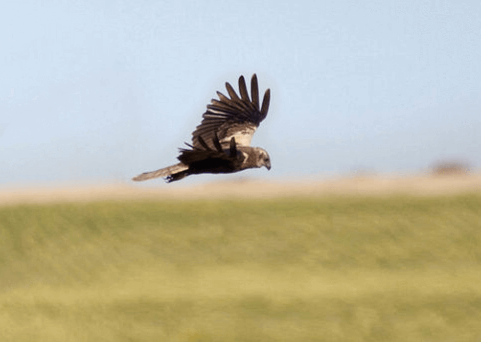 Falcons in a hunting scene